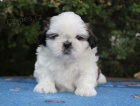 Shih-tzu, �i-tzu pejsek s PP