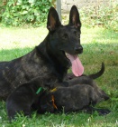 Holandsk� ov��k