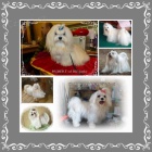 Malt�zsk� ps�k s PP