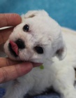 Bi�onek - Bichon Fris�