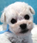 Bi�onek - Bichon Fris�