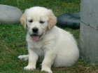 Golden retriever s PP - �t��ata /zlat� retr�vr/