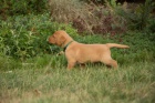 Labradorsk� retriever s PP