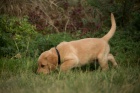 Labradorsk� retriever s PP