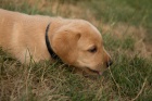 Labradorsk� retriever s PP
