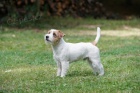 Jack Russell terier - �t��ata s PP