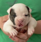 Staroanglick� buldok - �t��ata s PP