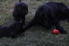 �t�n� - Flat Coated Retriever