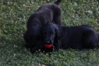 �t�n� - Flat Coated Retriever