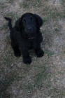 �t�n� - Flat Coated Retriever