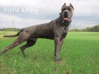 Americk� bandog