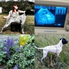 �t��ata Auvergnesk�ho oha�e 