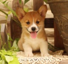 Hrav� �t���tka z Velk� Corgi (Pembroke)