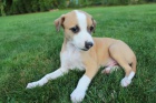 Whippet - �t�n�tka 