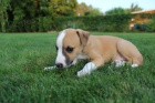 Whippet - �t�n�tka 