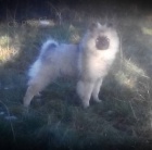 N�meck� �pic vl��