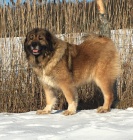 Kavkazsk� pasteveck� pes