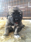 Kavkazsk� pasteveck� pes