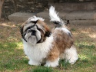 Shih-tzu, �i-tzu pejsek s PP
