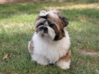 Shih-tzu, �i-tzu pejsek s PP