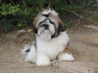 Shih-tzu, �i-tzu pejsek s PP