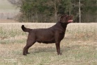 Labradorsk� retr�vr- hn�d� �t�n�tka s PP