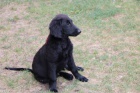 �t�n� - Flat Coated Retriever