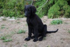 �t�n� - Flat Coated Retriever