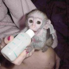 Prod�m Kapuc�nsk� opice