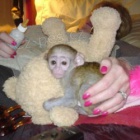 Prod�m Kapuc�nsk� opice