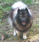 N�meck� �pic vl��