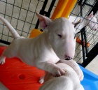 Prod�m Mini Bulteri�ra Stenata 