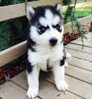 Sibi�sk� husky �t��ata s PP. 