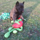 �t��ata belgick�ho ov��ka