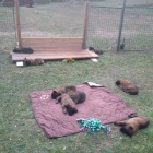 �t��ata belgick�ho ov��ka