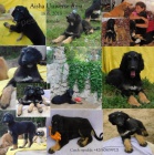 Afg�nsk� chrt - �t��ata s PP