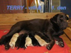 Labradorsk� retriever