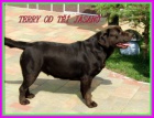 Labradorsk� retriever