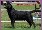 Labradorsk� retriever