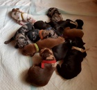 Louisi�nsk� Leopard� Pes s PP