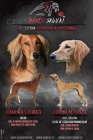 Saluki �t��ata s PP (Persk� chrt)