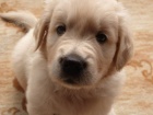 �t�n� zlat�ho retr�vra (Golden retrievera) s PP