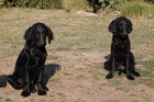 Flat Coated Retriever - �t�n�