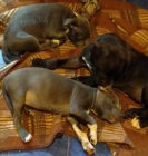 Amstaf  �t�n�tka