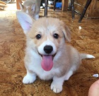 �t���tka Pembroke Welsh Corgi pro dobr� domovy