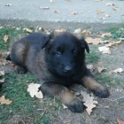 Belgick� ov��k tervueren - kr�sn� �t���tka s PP