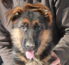 N�meck� ov��k typ Rex