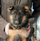 N�meck� ov��k typ Rex