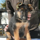 N�meck� ov��k typ Rex