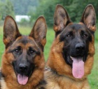 N�meck� ov��k typ Rex